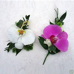 These are Wedding Day Phalaenopsis Orchid Flower Buttonholes, coming with greenery foliage backing.