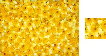 Daffodils Wrapping Paper - Photowrap