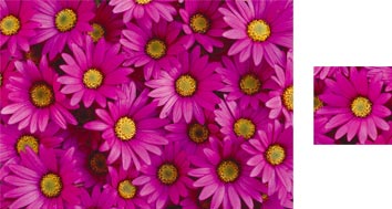 Pink Daisy Wrapping Paper - Photowrap
