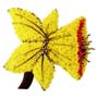 Daffodil Flower Tribute