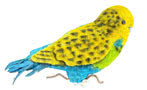 Budgie Floral Tribute