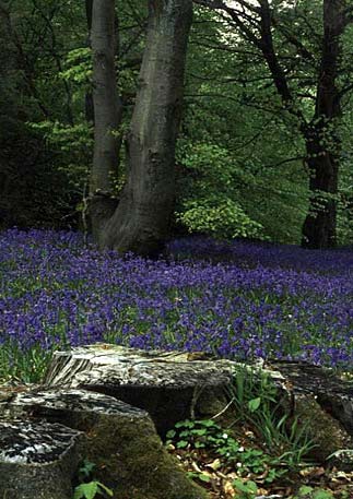 PhotowrapBluebell Woods Greeting Card