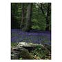 Bluebell Woods Greeting Card Small Image