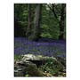 Bluebell Woods Greeting Card
