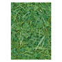 Green Grass Greeting Card Small Image