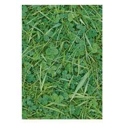 Green Grass Greeting Card