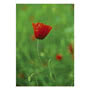 Poppy Greeting Card Small Image
