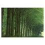Photowrap Avenue of Trees Card 