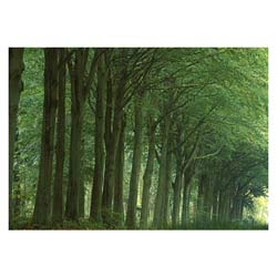 Photowrap Avenue of Trees Card