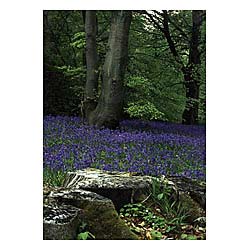 Bluebell Woods Greeting Card