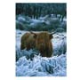 Highland Cow Greeting Card
