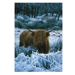 Highland Cow Greeting Card