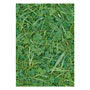 Photowrap Green Grass Greeting Card 