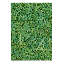 Photowrap Green Grass Greeting Card