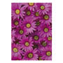 Pink Daisy Greeting Card Small Image