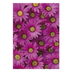 Photowrap Pink Daisy Greeting Card