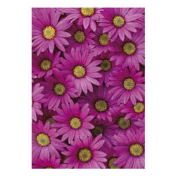 Pink Daisy Greeting Card