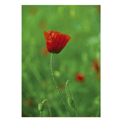 Photowrap Poppy Greeting Card