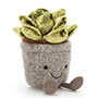 Silly Succulent Jade