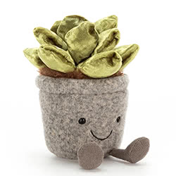 Silly Succulent Jade