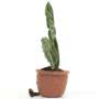Jellycat Amuseable Monstera Plant Side
