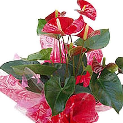 Mothers Day Anthurium Plant