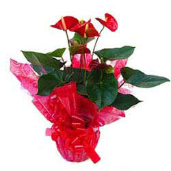 Mothers Day Anthurium Plant