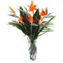 Flower Delivery Bird of Paradise Vase 