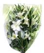 Longiflorum Lily Bouquet Small Image