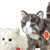 Teddy HermannCats & Kittens