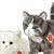 Teddy Hermann plush Cats and Kittens including Ginger and Grey Tabby Cats in standing and lying designs, using only quality materials and recycled fillings, and these soft toy cats all come with UK & International delivery.