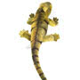 Teddy Hermann Iguana 49cm Soft Toy Back
