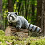 Teddy Hermann Raccoon 29cm Soft Toy Outside