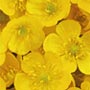 Buttercups Wrapping Paper - Photowrap