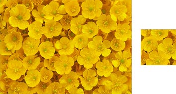 Photowrap Buttercups Wrapping Paper - Photowrap