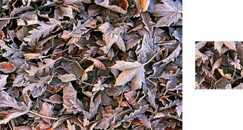 Leaf Frost Photowrap Wrapping Paper