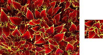 Photowrap Coleus Wrapping Paper - Photowrap