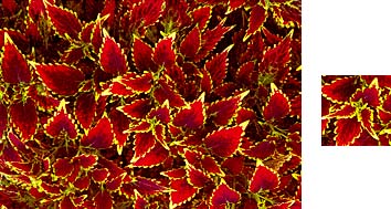 Coleus Wrapping Paper - Photowrap