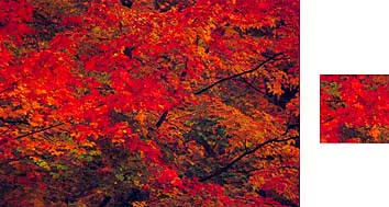 Photowrap Red Maple Wrapping Paper - Photowrap