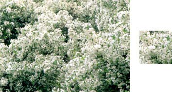 Photowrap Blossom Photowrap Wrapping Paper