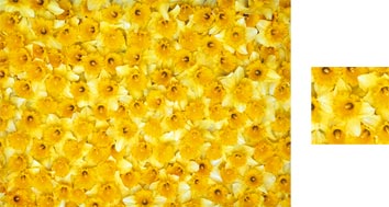 Photowrap Daffodils Wrapping Paper - Photowrap