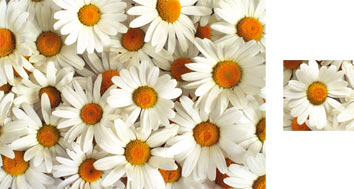 Daisy Wrapping Paper - Photowrap