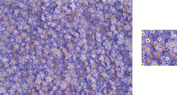 Forget-Me-Not Wrapping Paper - Photowrap