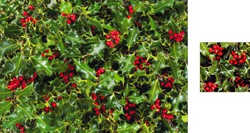 Photowrap Holly Wrapping Paper - Photowrap