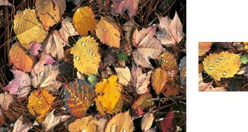 Photowrap Autumn Wrapping Paper - Photowrap
