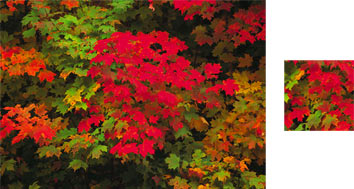 Photowrap Maple Wrapping Paper - Photowrap