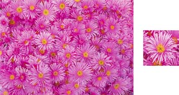 Pink Aster Photowrap Wrapping Paper