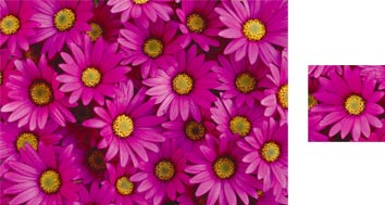 Photowrap Pink Daisy Wrapping Paper - Photowrap