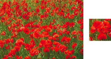 Poppies Photowrap Wrapping Paper