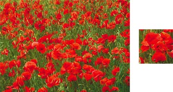 Photowrap Poppies Photowrap Wrapping Paper